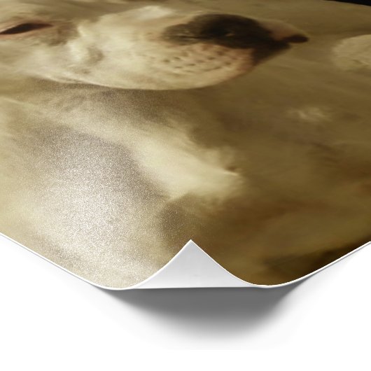 White Pitbull Terrier Fotodruck (Ecke)