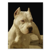 White Pitbull Terrier Fotodruck (Vorne)