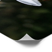 White Plumeria Art Print Poster (Ecke)