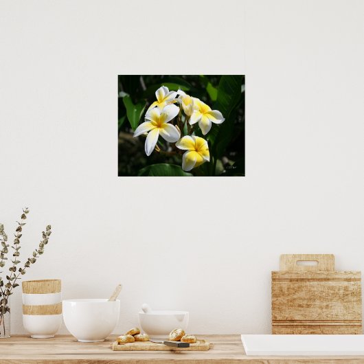 White Plumeria Art Print Poster (Küche)