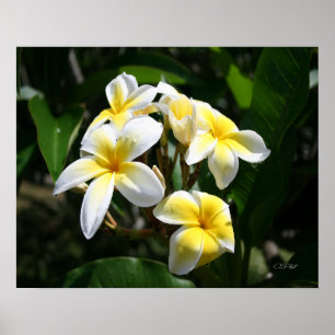 White Plumeria Art Print Poster