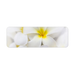 White Plumeria Blume Frangipani Blume