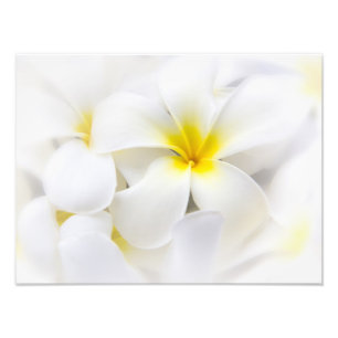 White Plumeria Blume Frangipani Blume Fotodruck