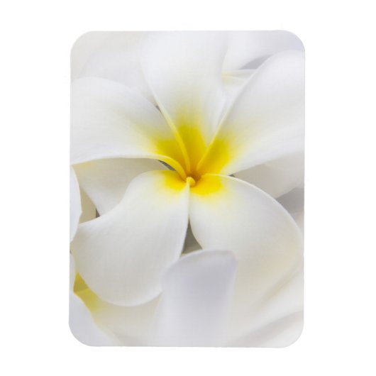 White Plumeria Blume Frangipani Blume Magnet (Vertikal)