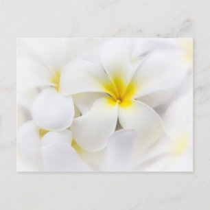 White Plumeria Blume Frangipani Blume Postkarte