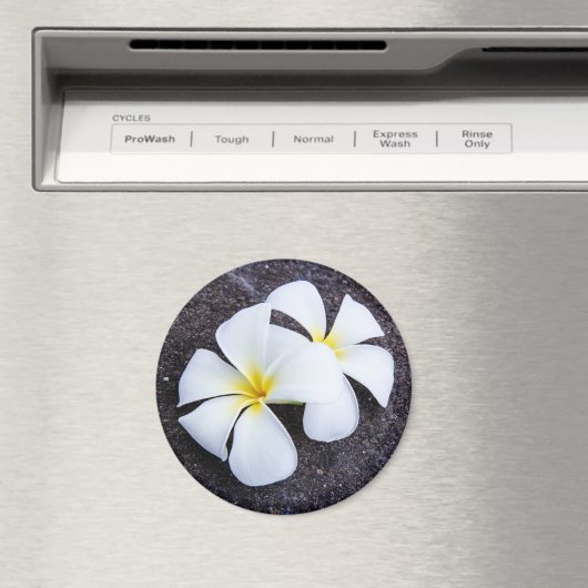 White Plumeria Blume Frangipani Floral Lava Rock Magnet (In Situ (Geschirrspüler))