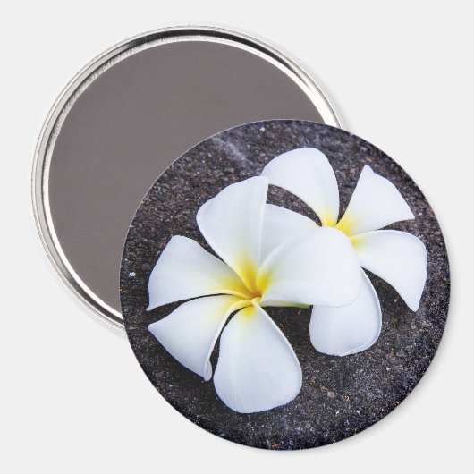 White Plumeria Blume Frangipani Floral Lava Rock Magnet (Vorderseite/Rückseite)