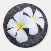 White Plumeria Blume Frangipani Floral Lava Rock Magnet (Vorne)