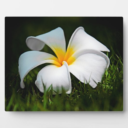 White Plumeria Frangipani Hawaii Blume Fotoplatte (Vorderseite)