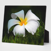 White Plumeria Frangipani Hawaii Blume Fotoplatte (Seite)