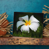 White Plumeria Frangipani Hawaii Blume Fotoplatte (Seite)