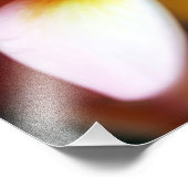 White Plumeria Frangipani Hawaii Blume Hawaii Fotodruck (Ecke)