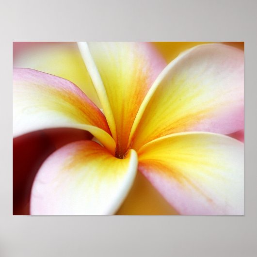 White Plumeria Frangipani Hawaii Blume Hawaii Poster (Vorne)