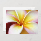 White Plumeria Frangipani Hawaii Blume Hawaii Postkarte (Vorne/Hinten)