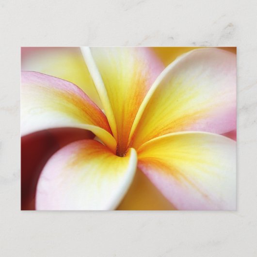 White Plumeria Frangipani Hawaii Blume Hawaii Postkarte (Vorderseite)