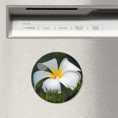 White Plumeria Frangipani Hawaii Blume Magnet (In Situ (Geschirrspüler))