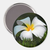 White Plumeria Frangipani Hawaii Blume Magnet (Vorderseite/Rückseite)