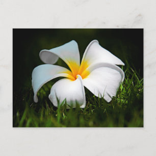 White Plumeria Frangipani Hawaii Blume Postkarte