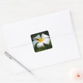 White Plumeria Frangipani Hawaii Blume Quadratischer Aufkleber (Umschlag)