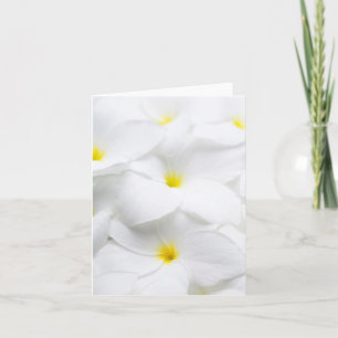 White Plumeria Frangipani Hawaiian Tropical Flower Karte