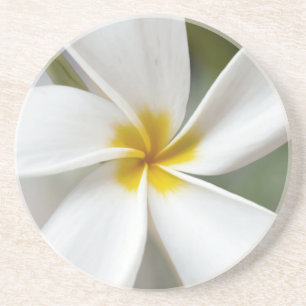 White Plumeria - Makroportrait Getränkeuntersetzer