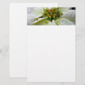 White Poinsettia Elegante Weihnachtsfeiertage Briefpapier (Vorne/Hinten)
