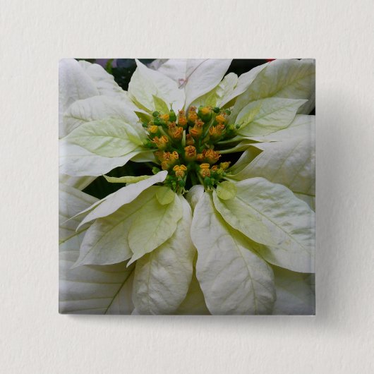White Poinsettia Elegante Weihnachtsfeiertage Button (Vorderseite)