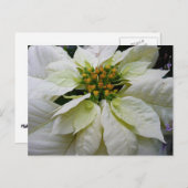 White Poinsettia Elegante Weihnachtsfeiertage Feiertagspostkarte (Vorne/Hinten)