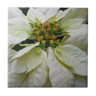 White Poinsettia Elegante Weihnachtsfeiertage Fliese