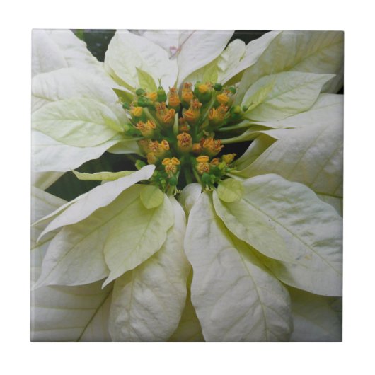 White Poinsettia Elegante Weihnachtsfeiertage Fliese (Vorderseite)