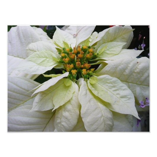 White Poinsettia Elegante Weihnachtsfeiertage Fotodruck (Vorne)