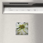 White Poinsettia Elegante Weihnachtsfeiertage Magnet (In Situ (Geschirrspüler))