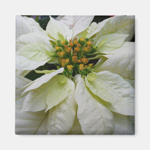 White Poinsettia Elegante Weihnachtsfeiertage Magnet