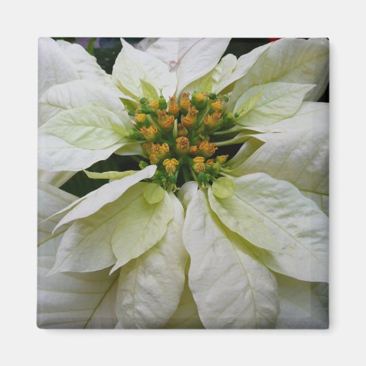 White Poinsettia Elegante Weihnachtsfeiertage Magnet (Vorne)
