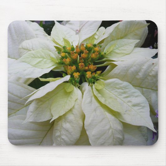 White Poinsettia Elegante Weihnachtsfeiertage Mousepad (Vorne)