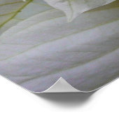 White Poinsettia Elegante Weihnachtsfeiertage Poster (Ecke)