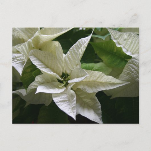White Poinsettia Grüner Feiertag Weihnachten (Vorderseite)