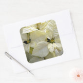 White Poinsettia Large Square Sticker (Umschlag)