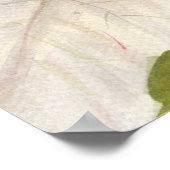 White Poinsettia Poster (Ecke)