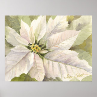 White Poinsettia Poster