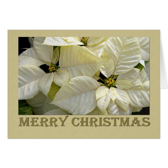 White Poinsettia Weihnachten (Vorderseite (Horizontal))