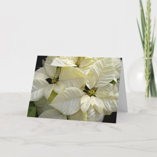 White Poinsettias Feiertagskarte (Vorderseite)