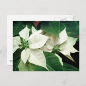 White Poinsettias Postkarte (Vorne/Hinten)