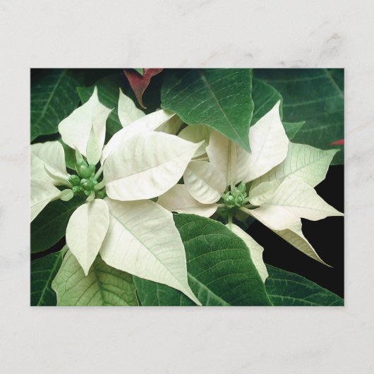 White Poinsettias Postkarte (Vorderseite)