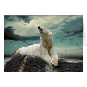 White Polar Bear Hunter auf Felsen