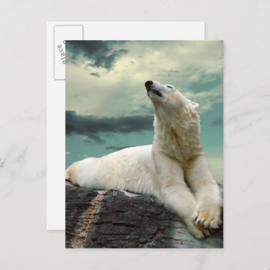 White Polar Bear Hunter auf Felsen Postkarte (Vorne/Hinten)
