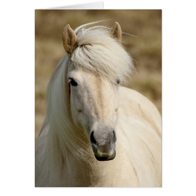 White Pony (Vorne)