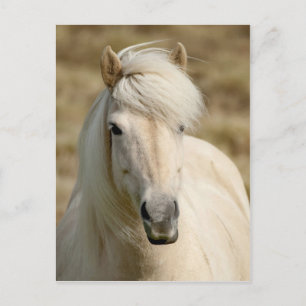 White Pony (Begriffsklärung) Postkarte
