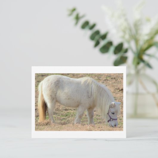 White Pony Postkarte (Stehend Vorderseite)