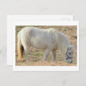 White Pony Postkarte (Vorne/Hinten)